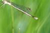 Lestes sponsa